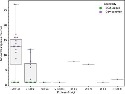 Leveraging T-cell receptor – epitope recognition models to disentangle unique and cross-reactive T-cell response to SARS-CoV-2 during COVID-19 progression/resolution